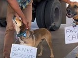 Posto dá desconto em combustível a clientes que fazem carinho em cães