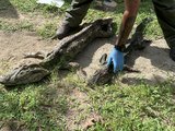 Jacarés vítimas de maus-tratos são resgatados em estado de desnutrição em Fernão Velho