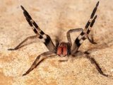 Gel de veneno de aranha causa ereção e rejuvenescimento e é desenvolvido na UFMG