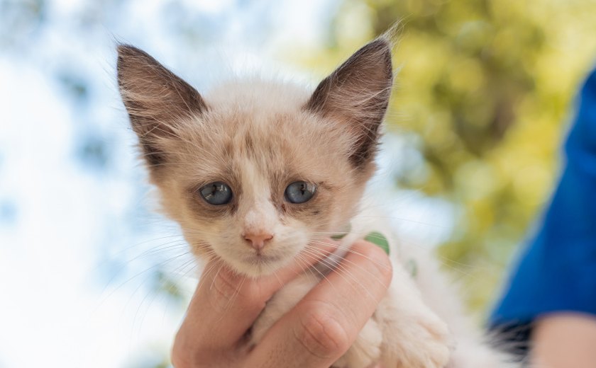 Cães e gatos estarão disponíveis para adoção responsável neste domingo (23)