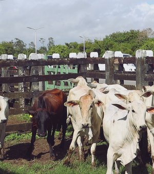 Feira agrícola movimentou mais de 100 mil reais em União dos Palmares nesta segunda-feira (28)