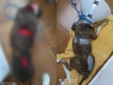 Cachorro é internado após ser atacado com golpes de facão: 'Maldade'