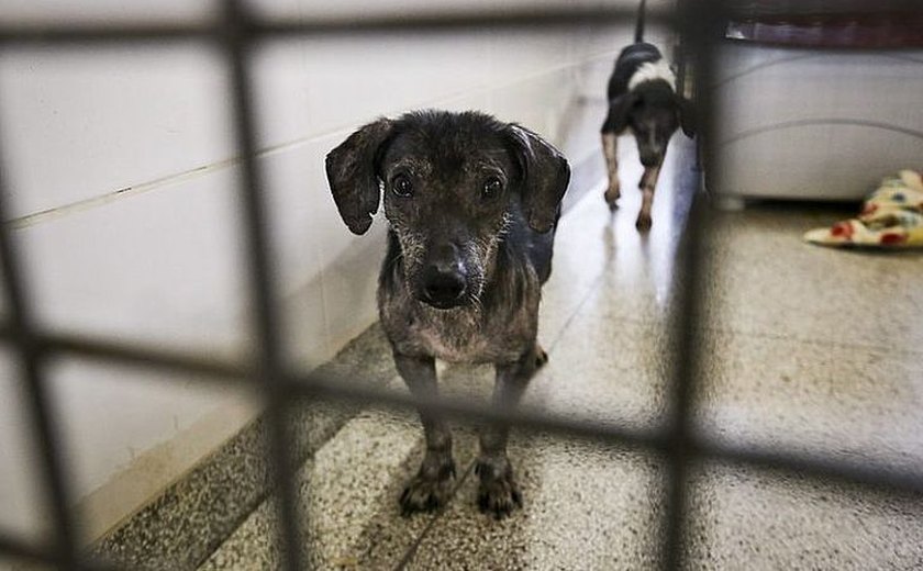 Entra em vigor lei que proíbe sacrifício de cães e gatos saudáveis por órgãos públicos