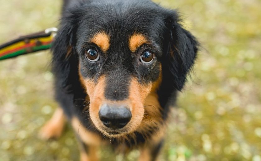 Gabinete da Causa Animal cria Central de Animais Achados e Perdidos