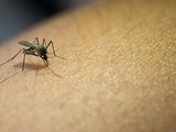 'Dengue não mata, o que mata é a desassistência e a desatenção', dizem pesquisadores