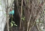 Homem é perseguido e morto a tiros dentro de terreno da Equatorial