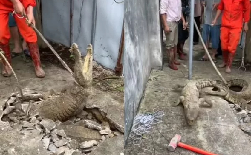 Crocodilos saem de buraco em calçada e assustam moradores