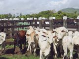 Feira agrícola movimentou mais de 100 mil reais em União dos Palmares nesta segunda-feira (28)