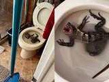 Homem é surpreendido por iguana dentro de vaso sanitário