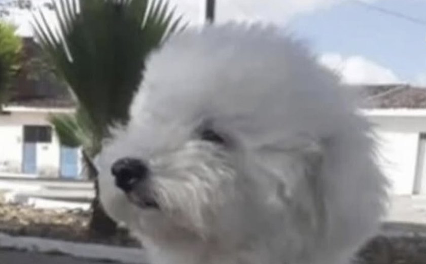 Cadela morre após ataque de pitbull solto em conjunto habitacional de Maceió