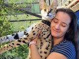 Gato mais caro do mundo? Conheça o Savannah, híbrido de felino selvagem com filhotes por até R$ 120 mil